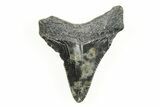 2.01" Juvenile Megalodon Tooth - South Carolina - #196123-1